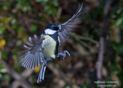 Cinciallegra (Parus major)