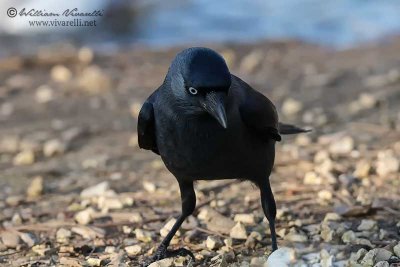 Taccola (Corvus monedula)