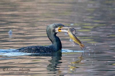 Cormorano ( Phalacrocorax carbo)