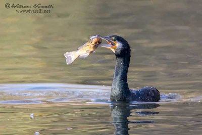 Cormorano ( Phalacrocorax carbo)