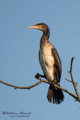 Cormorano ( Phalacrocorax carbo)