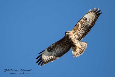 Poiana (Buteo buteo)