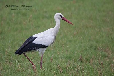 Cicogna ( Ciconia ciconia )