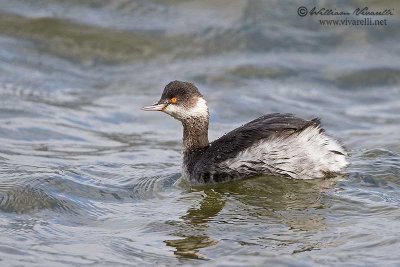 Svasso piccolo (Podiceps nigricollis)