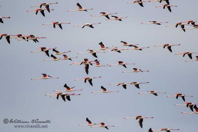 Fenicottero rosa (Phoenicopterus roseus)