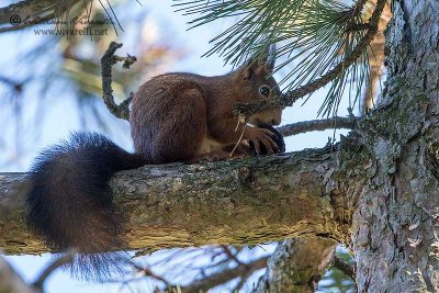 Scoiattolo (Sciurus vulgaris)