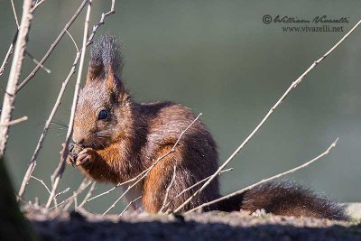 Scoiattolo (Sciurus vulgaris)