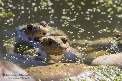 Rospo comune (Bufo bufo)