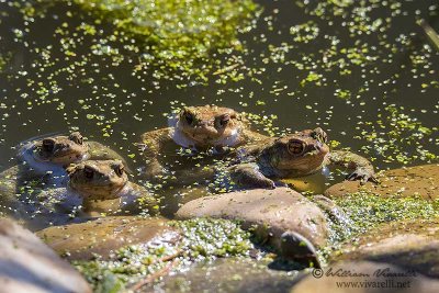 Rospo comune (Bufo bufo)