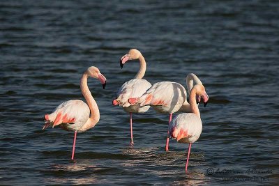 Fenicottero rosa (Phoenicopterus roseus)