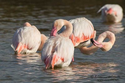 Fenicottero rosa (Phoenicopterus roseus)