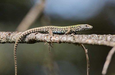 Lucertola muraiola (Podarcis muralis )