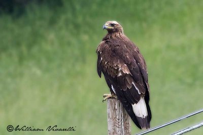 Aquila  reale (Aquila chrysaetos)