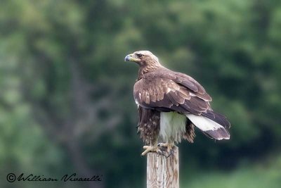 Aquila  reale (Aquila chrysaetos)