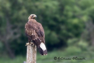 Aquila  reale (Aquila chrysaetos)