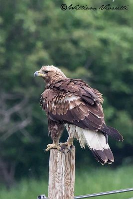 Aquila  reale (Aquila chrysaetos)