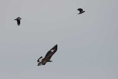 Aquila  reale (Aquila chrysaetos)