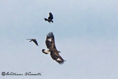 Aquila  reale (Aquila chrysaetos)