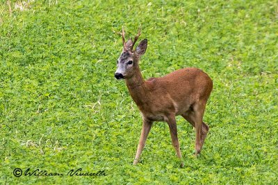 Capriolo (Capreolus capreolus)