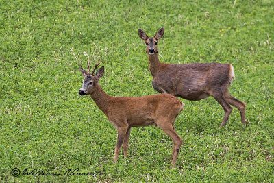 Capriolo (Capreolus capreolus)