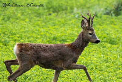 Capriolo (Capreolus capreolus)