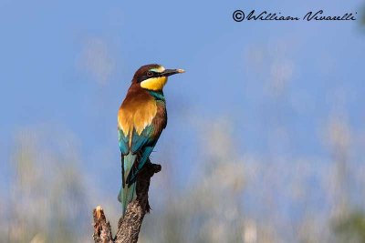 Gruccione (Merops apiaster)