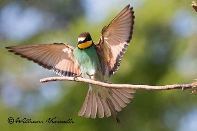 Gruccione (Merops apiaster)