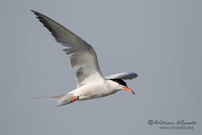 Sterna comune (Sterna hirundo)