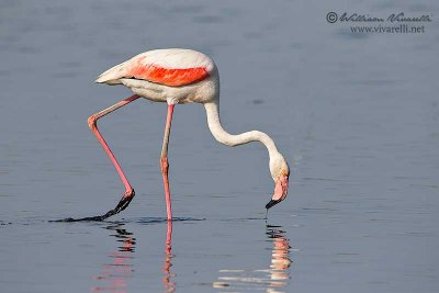 Fenicottero rosa (Phoenicopterus roseus)