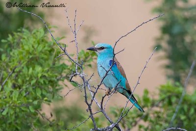 Ghiandaia marina(Coracias garrulus)