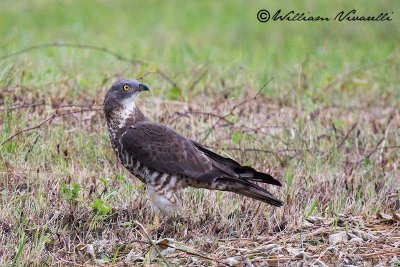 Falco pecchiaiolo (Pernis apivorus)