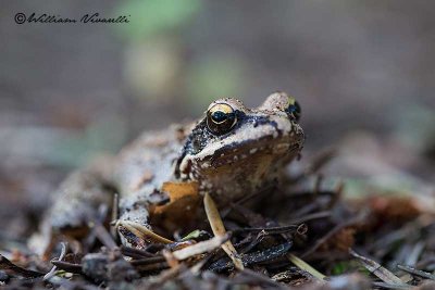 Rana temporaria