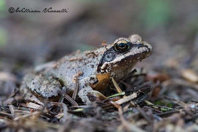 Rana temporaria