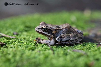 Rana temporaria