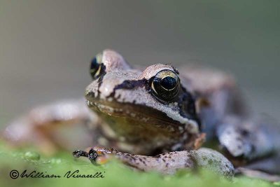 Rana temporaria