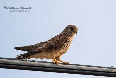 Grillaio ( Falco naumanni)