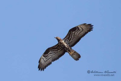 Falco pecchiaiolo (Pernis apivorus)