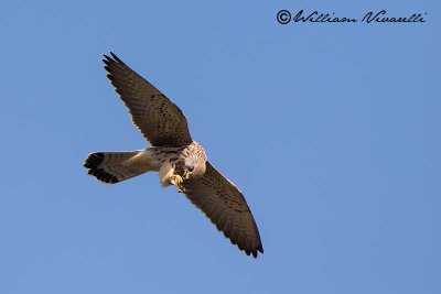 Grillaio ( Falco naumanni)
