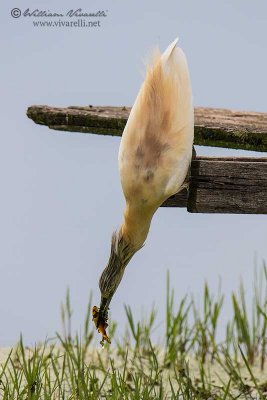 Sgarza ciuffetto (Ardeola ralloides)