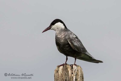 Mignattino piombato (Chlidonias hybrida)