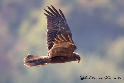 Falco di palude (Circus aeruginosus)