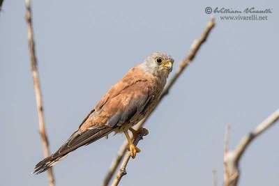 Grillaio ( Falco naumanni)