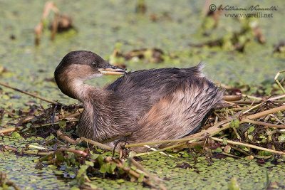 Tuffetto (Tachybaptus ruficollis)