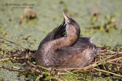 Tuffetto (Tachybaptus ruficollis)