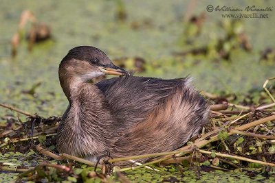 Tuffetto (Tachybaptus ruficollis)