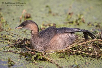 Tuffetto (Tachybaptus ruficollis)