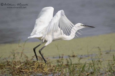 Garzetta (Egretta egretta)