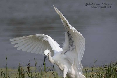 Garzetta (Egretta egretta)