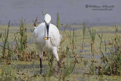 Garzetta (Egretta egretta)