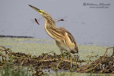 Sgarza ciuffetto (Ardeola ralloides)